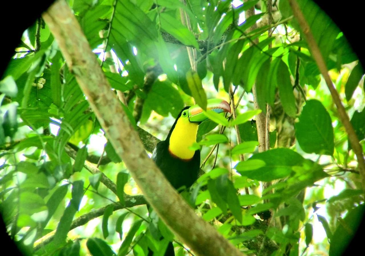 Wildlife Art Tortuguero Hotel Buitenkant foto