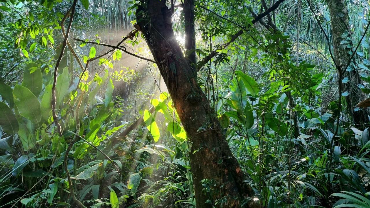Wildlife Art Tortuguero Hotel Buitenkant foto
