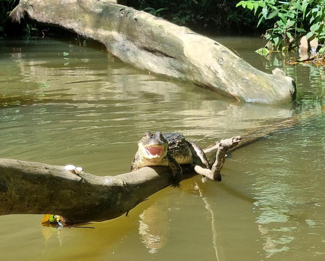 Wildlife Art Tortuguero Hotel Buitenkant foto