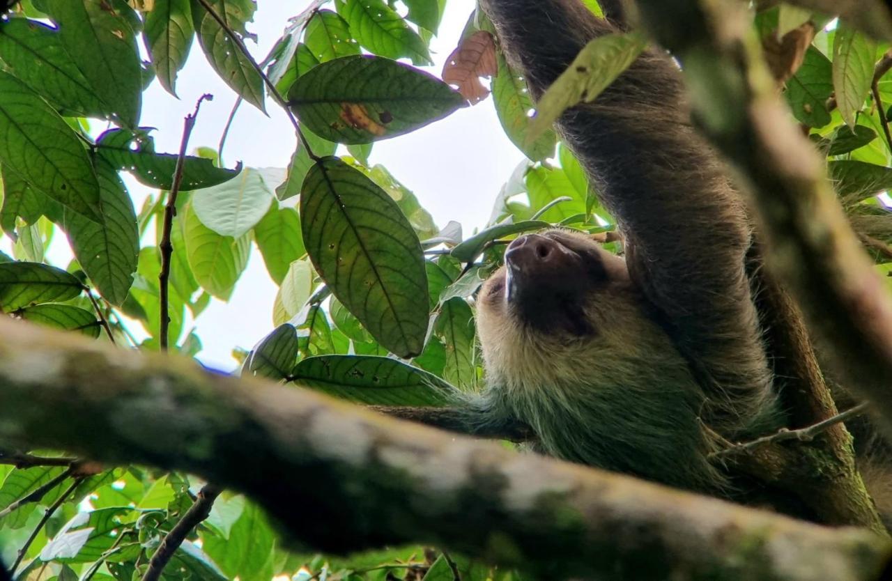 Wildlife Art Tortuguero Hotel Buitenkant foto