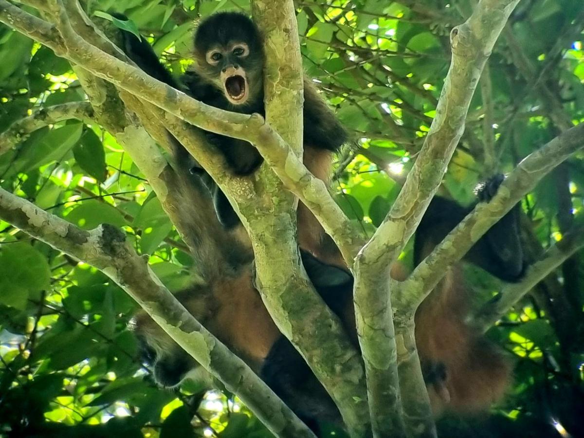 Wildlife Art Tortuguero Hotel Buitenkant foto