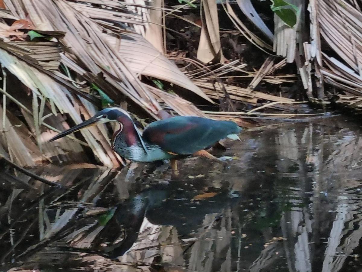 Wildlife Art Tortuguero Hotel Buitenkant foto