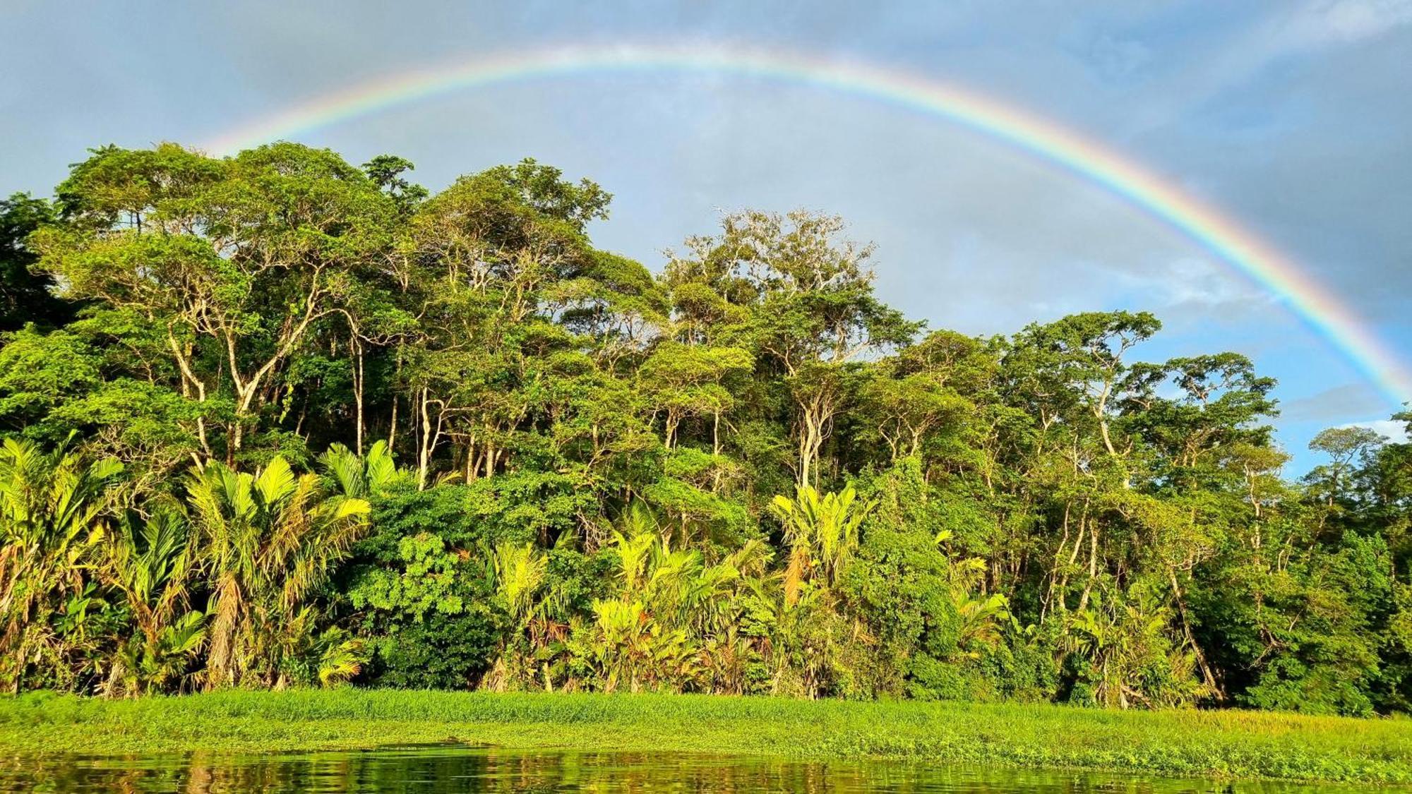 Wildlife Art Tortuguero Hotel Buitenkant foto