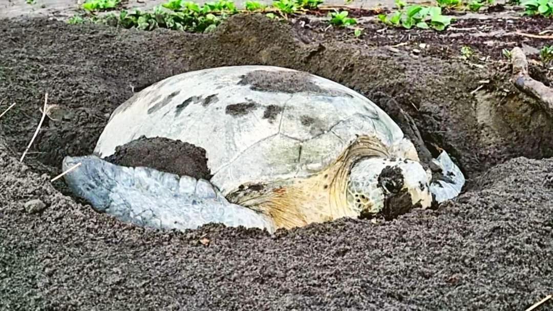 Wildlife Art Tortuguero Hotel Buitenkant foto