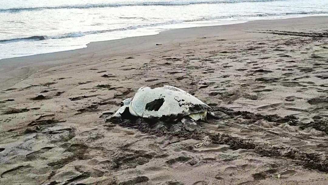 Wildlife Art Tortuguero Hotel Buitenkant foto