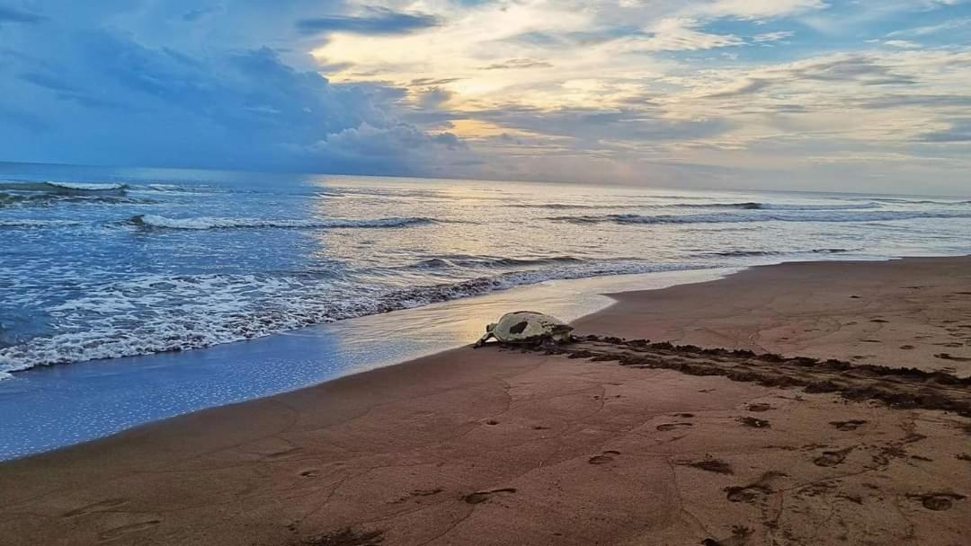 Wildlife Art Tortuguero Hotel Buitenkant foto
